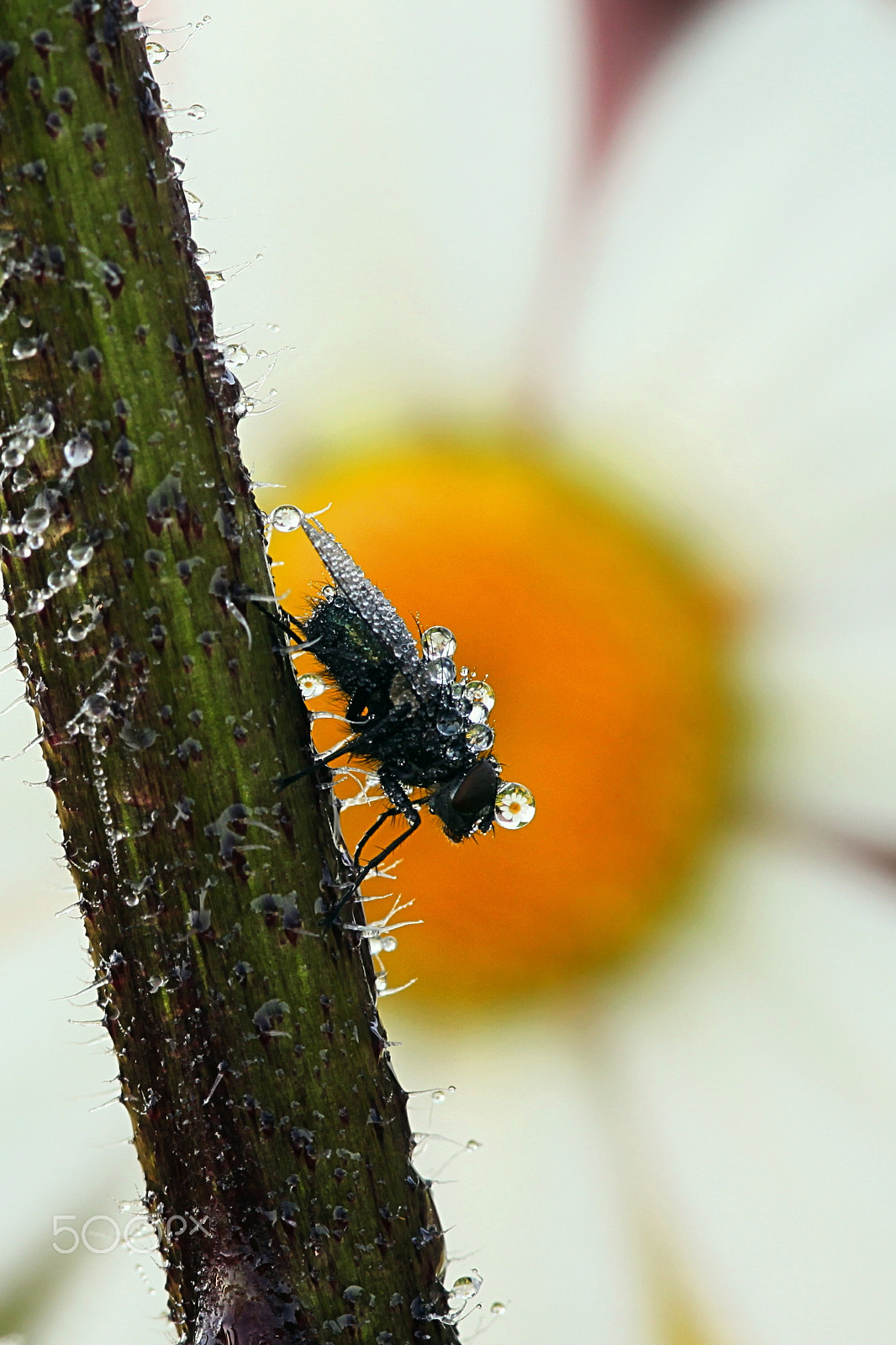 Canon EF 100mm F2.8L Macro IS USM sample photo. Ugly fly and beautiful flowers photography