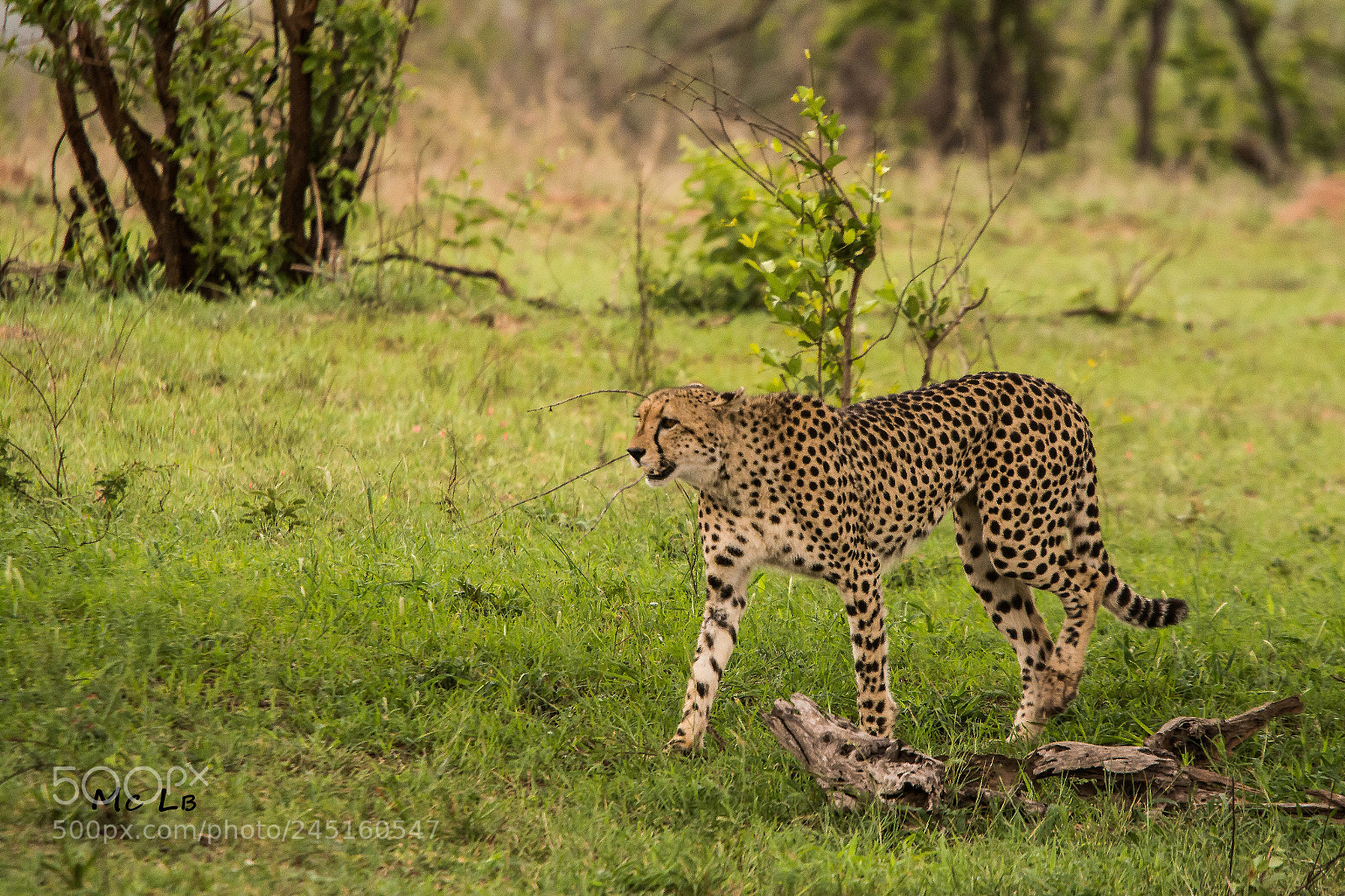 Nikon D7100 sample photo. Gu pard en balade photography