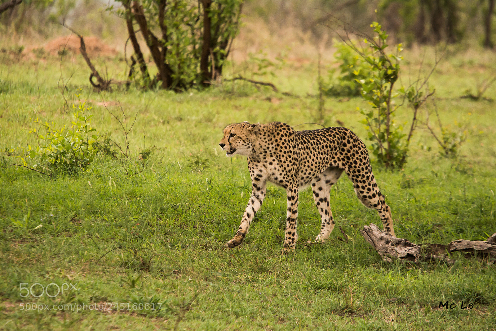Nikon D7100 sample photo. Gu pard en balade photography