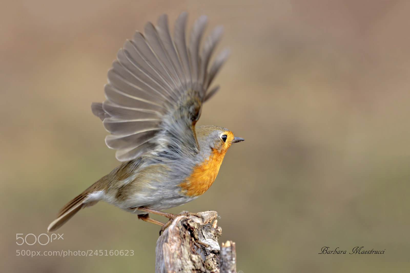 Canon EOS 7D Mark II sample photo. Apri le tue ali... photography