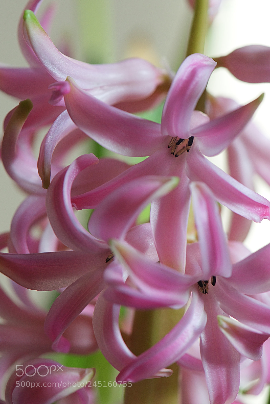 Nikon D610 sample photo. Hyacinthus photography