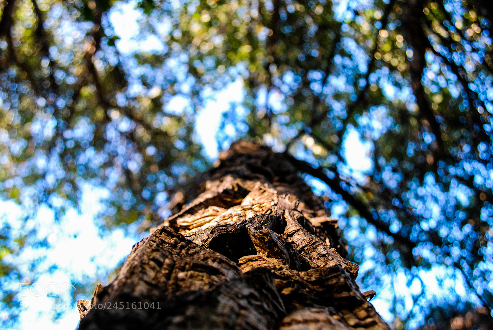 Nikon D3000 sample photo. Ant's point of view photography