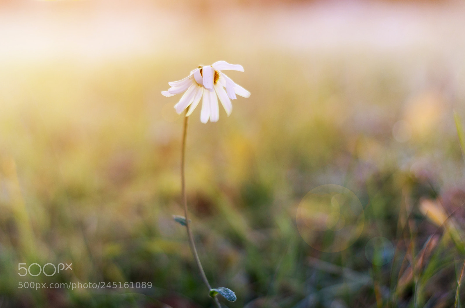 Nikon D5200 sample photo. Waking chamomile photography