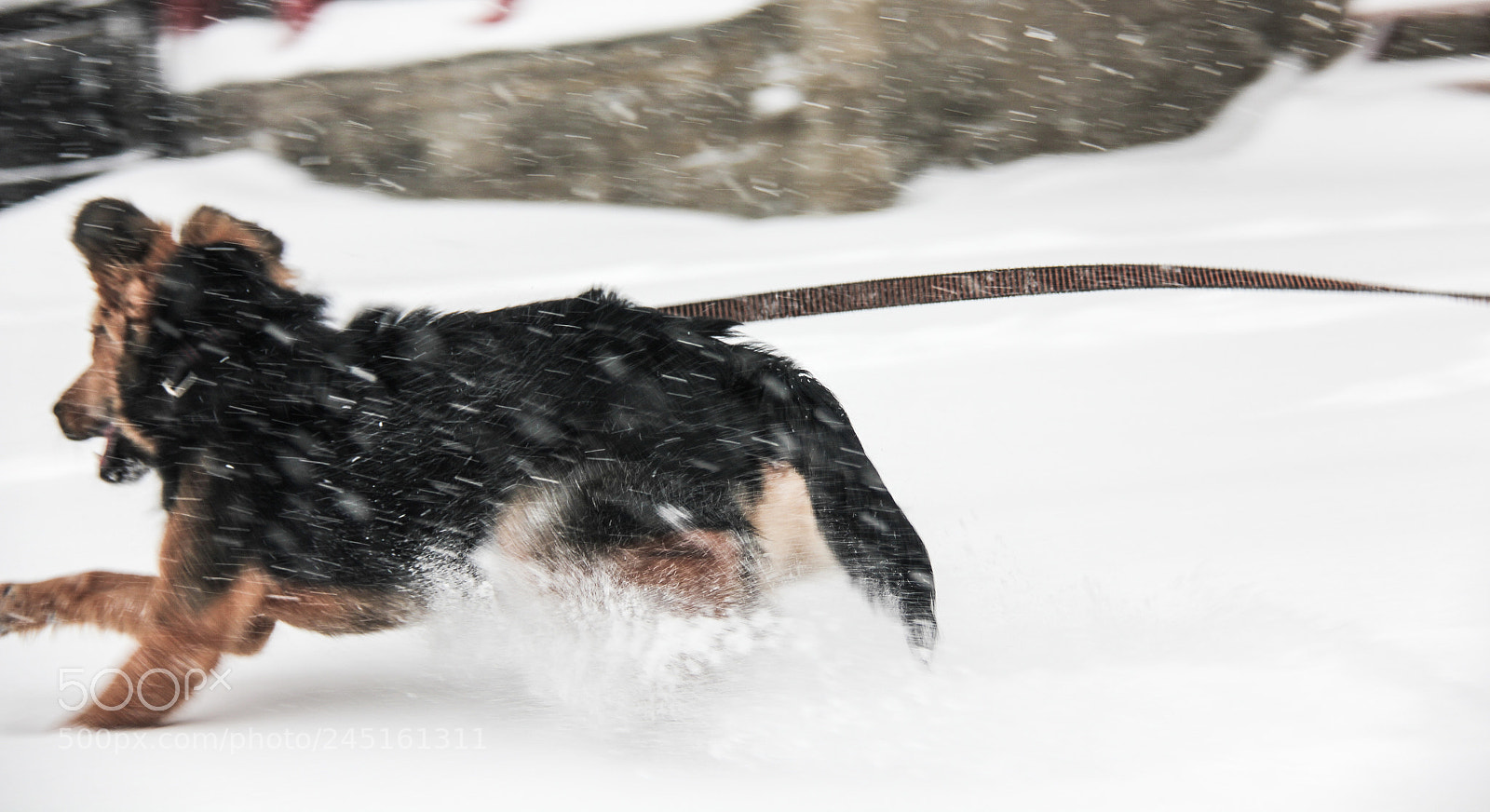 Canon EOS 550D (EOS Rebel T2i / EOS Kiss X4) sample photo. Happy dog photography