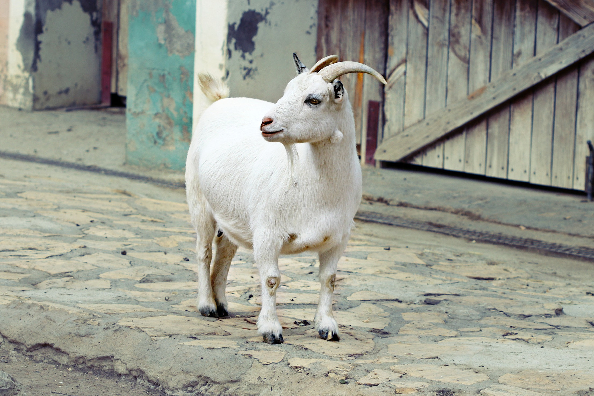 Canon EF 100mm F2.8 Macro USM sample photo. Sheep photography