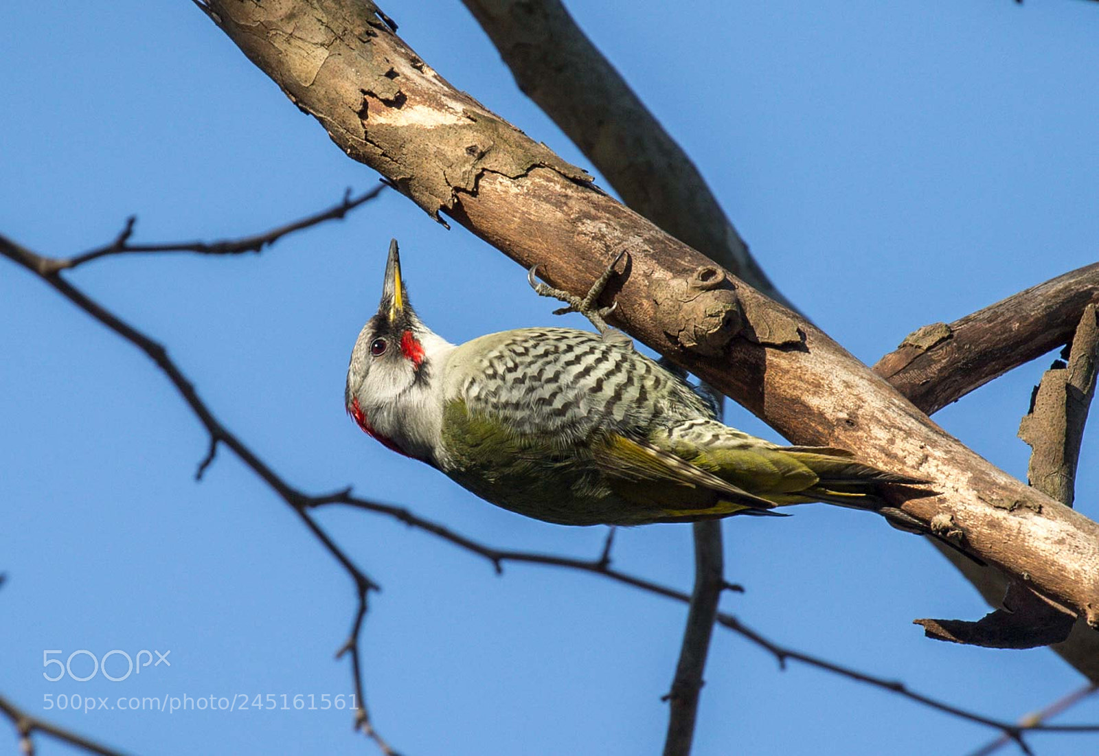 Canon EOS-1D X sample photo. Japanese green woodpecker photography