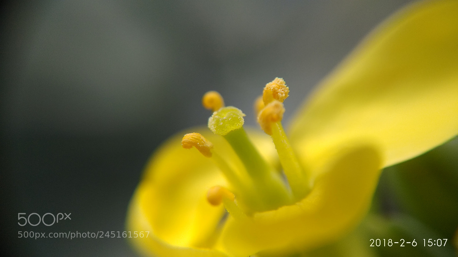 Xiaomi Redmi Note 4 sample photo. Macro flower photography