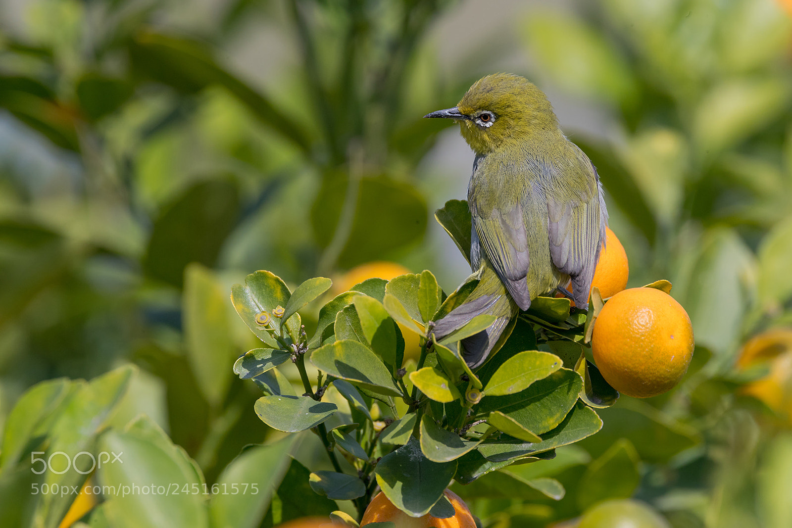 Canon EOS-1D X Mark II sample photo. Japanese white-eye photography