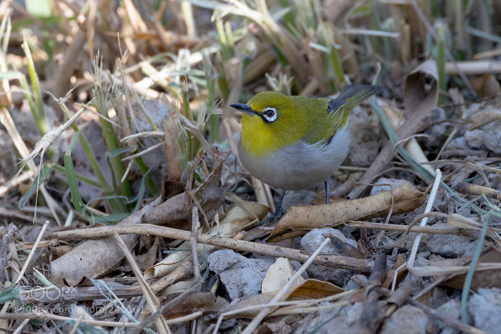 Canon EOS-1D X Mark II sample photo. Japanese white-eye photography