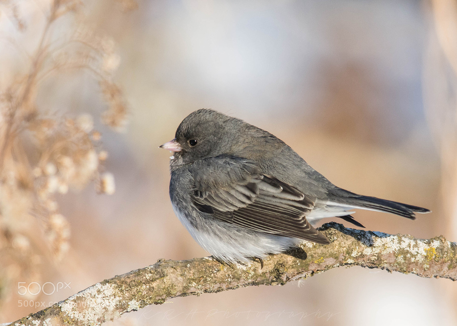 Nikon D7200 sample photo. Dark eyed junco photography