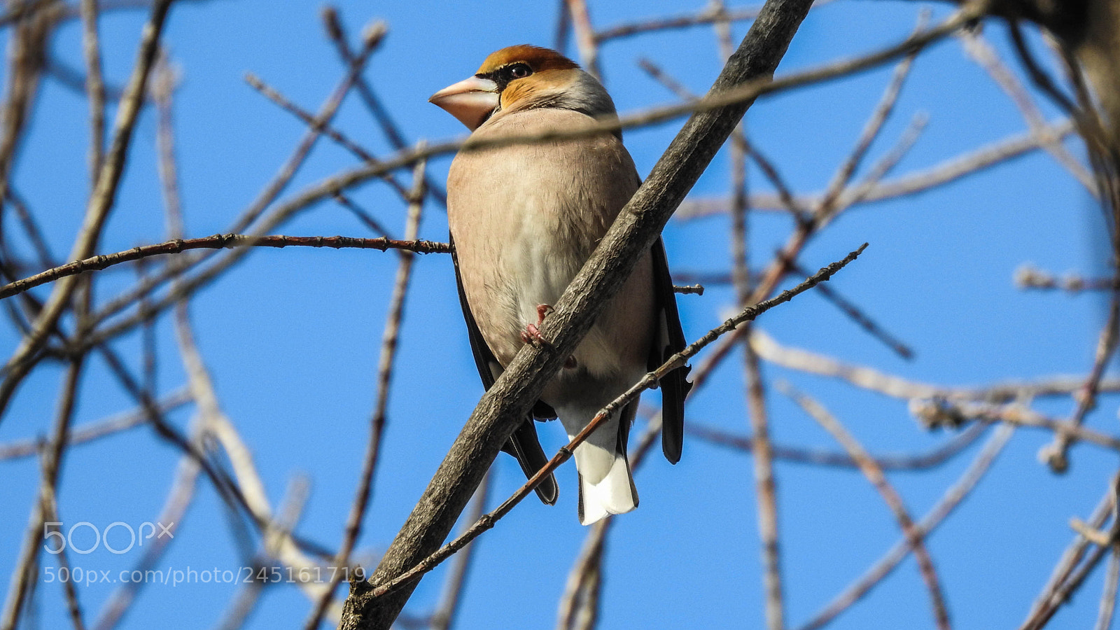 Nikon Coolpix P900 sample photo. Hawfinch-ing photography