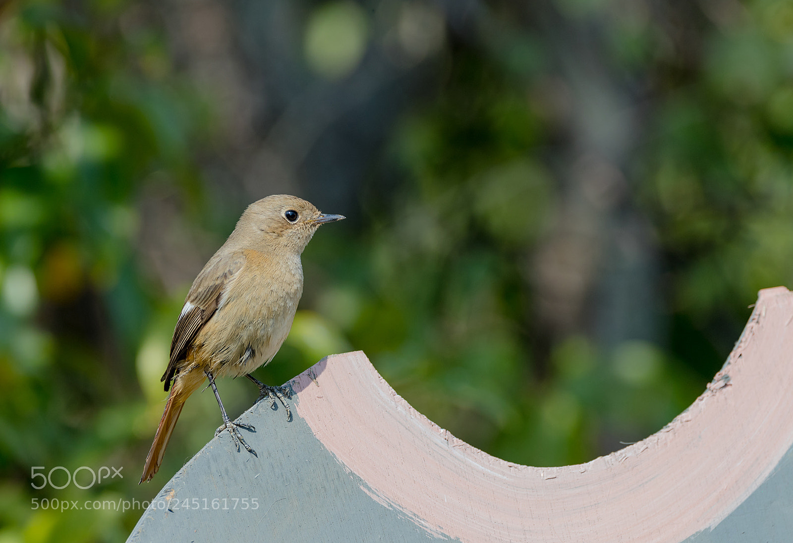 Canon EOS-1D X Mark II sample photo. Daurian redstart(f) photography