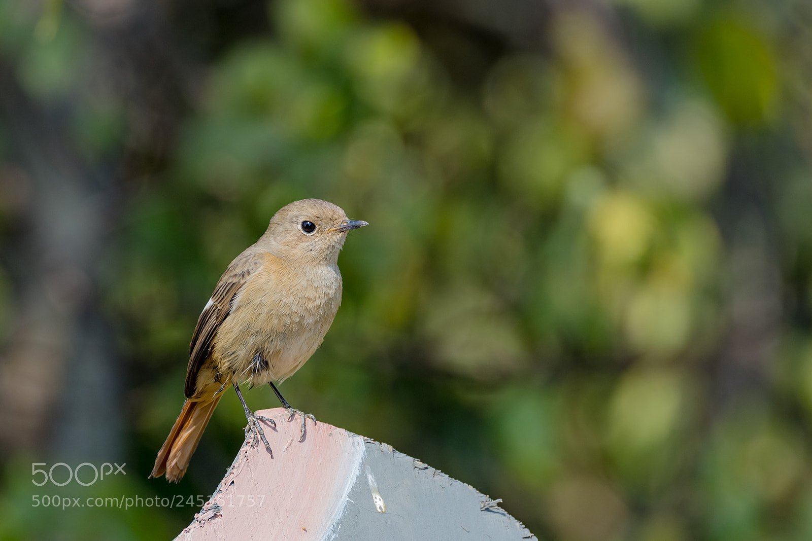 Canon EOS-1D X Mark II sample photo. Daurian redstart(f) photography