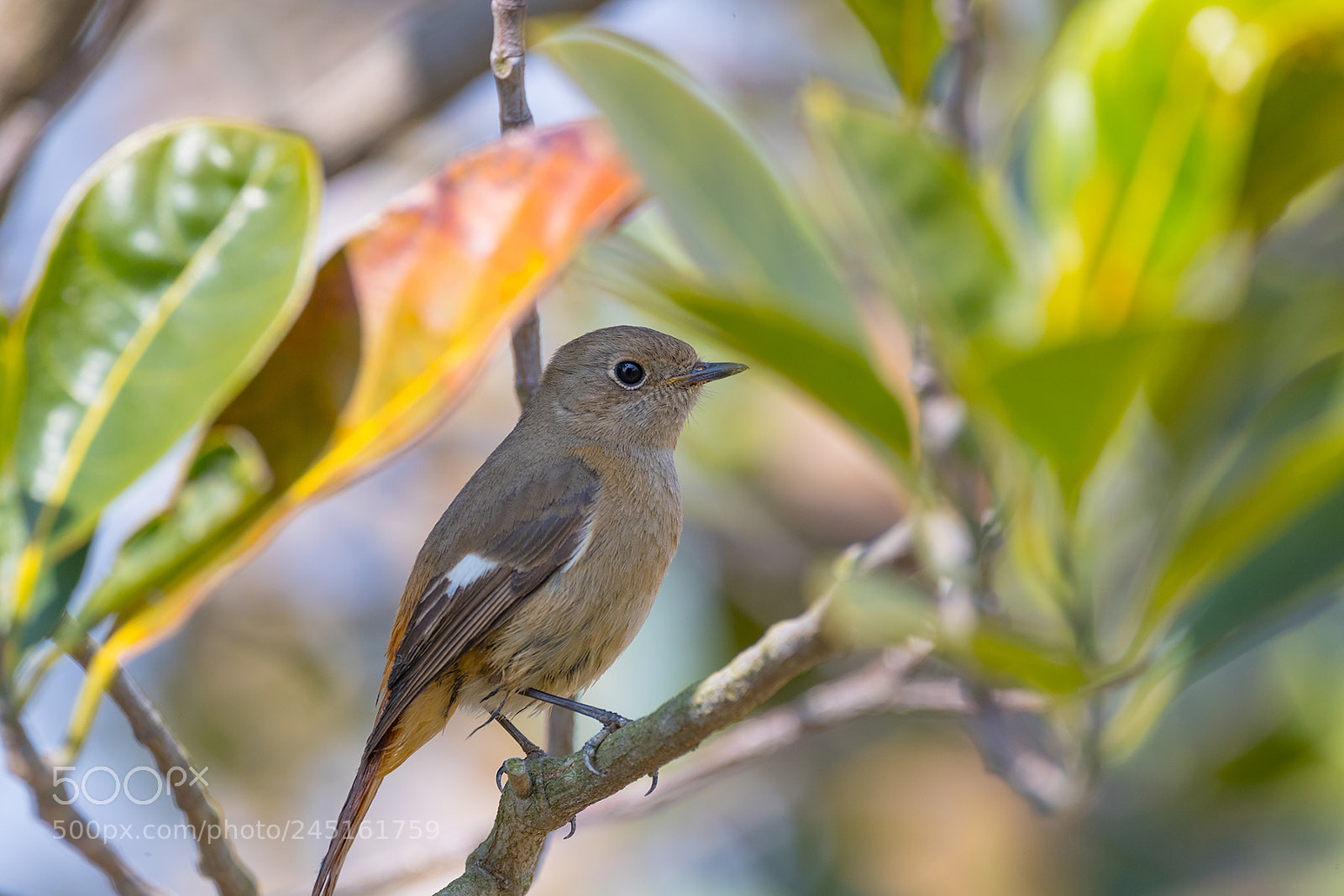 Canon EOS-1D X Mark II sample photo. Daurian redstart(f) photography