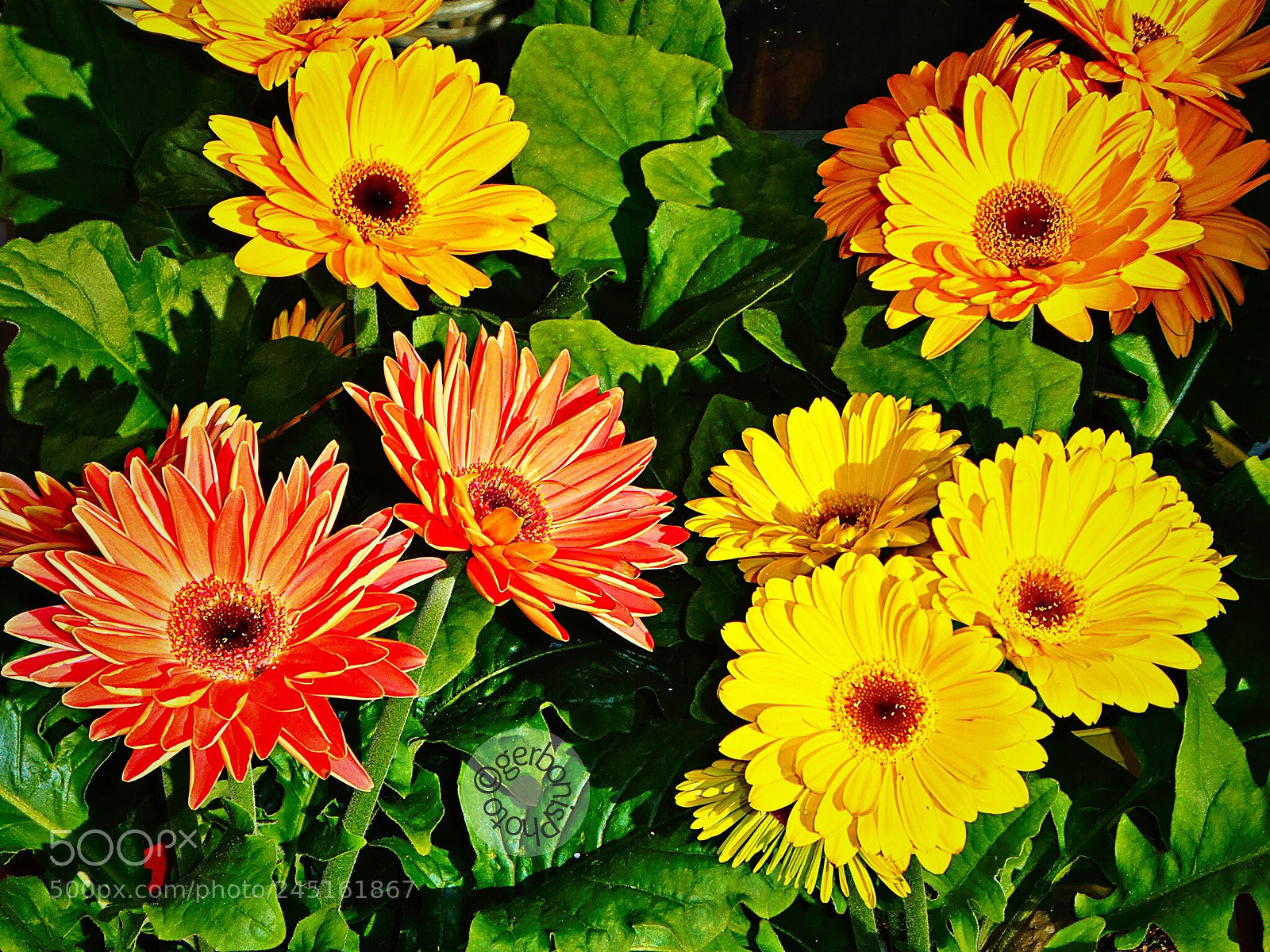 Panasonic Lumix DC-ZS70 (Lumix DC-TZ90) sample photo. Gerberas multi color photography