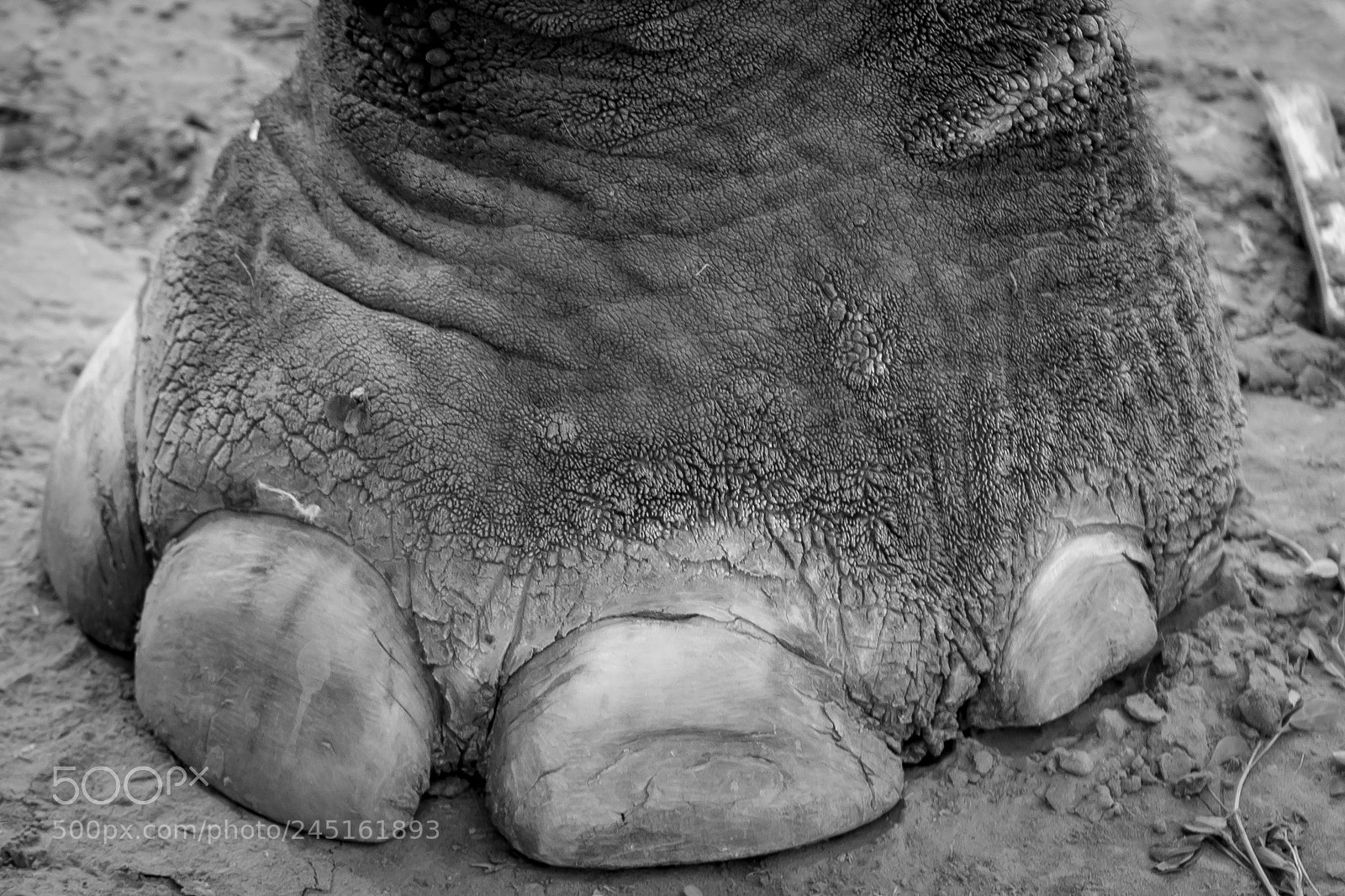 Sony a7 II sample photo. Toes photography