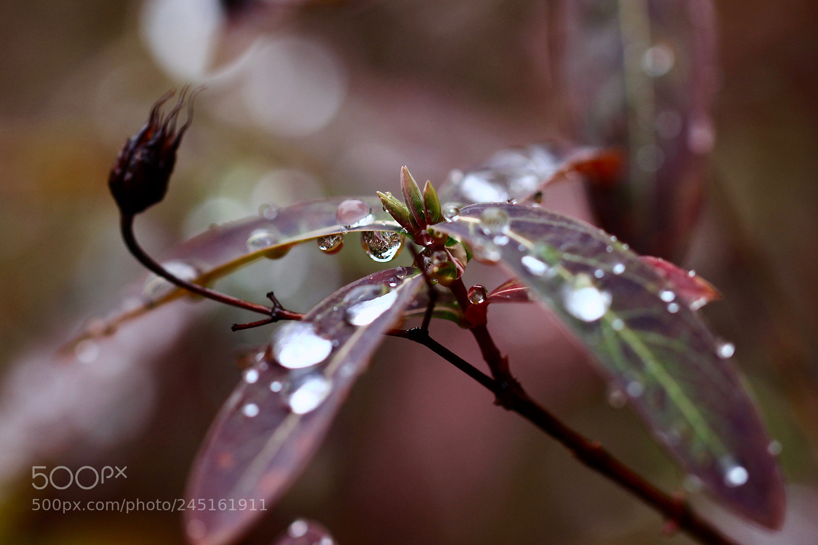 Canon EOS 700D (EOS Rebel T5i / EOS Kiss X7i) sample photo. Raindrop-aholic 2... photography
