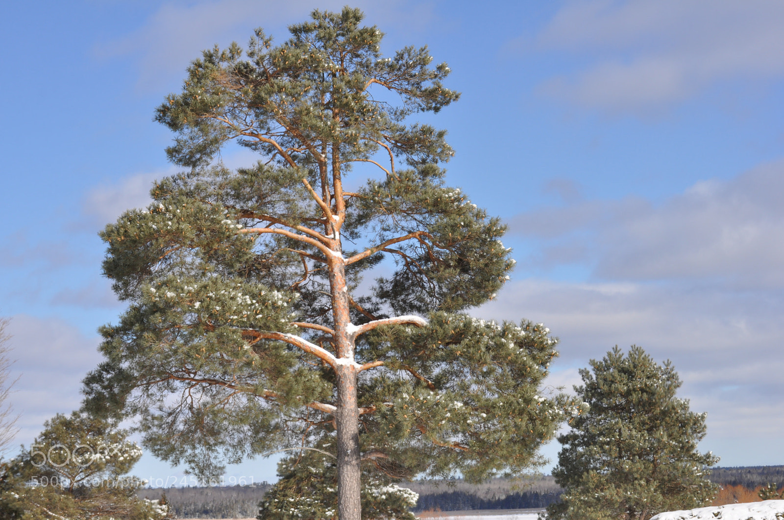 Nikon D5000 sample photo. The mighty photography