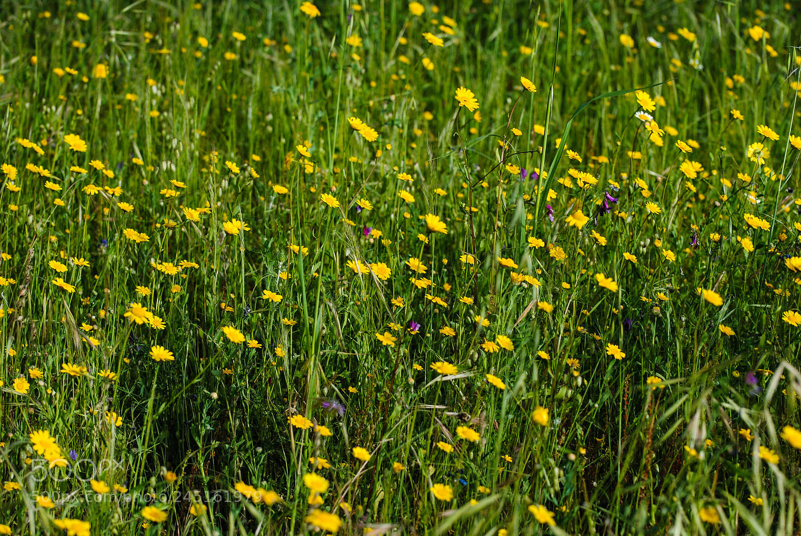 Nikon D3000 sample photo. Brush stroke of yellow photography
