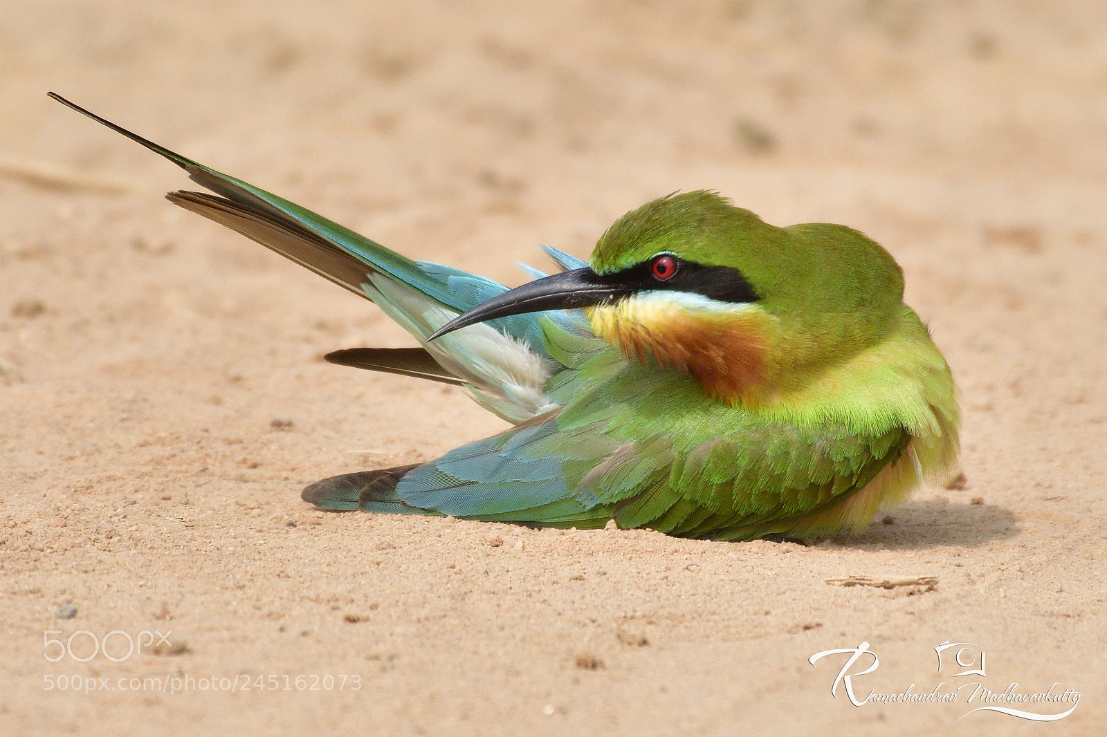 Nikon D500 sample photo. Blue-tailed bee-eater in action photography
