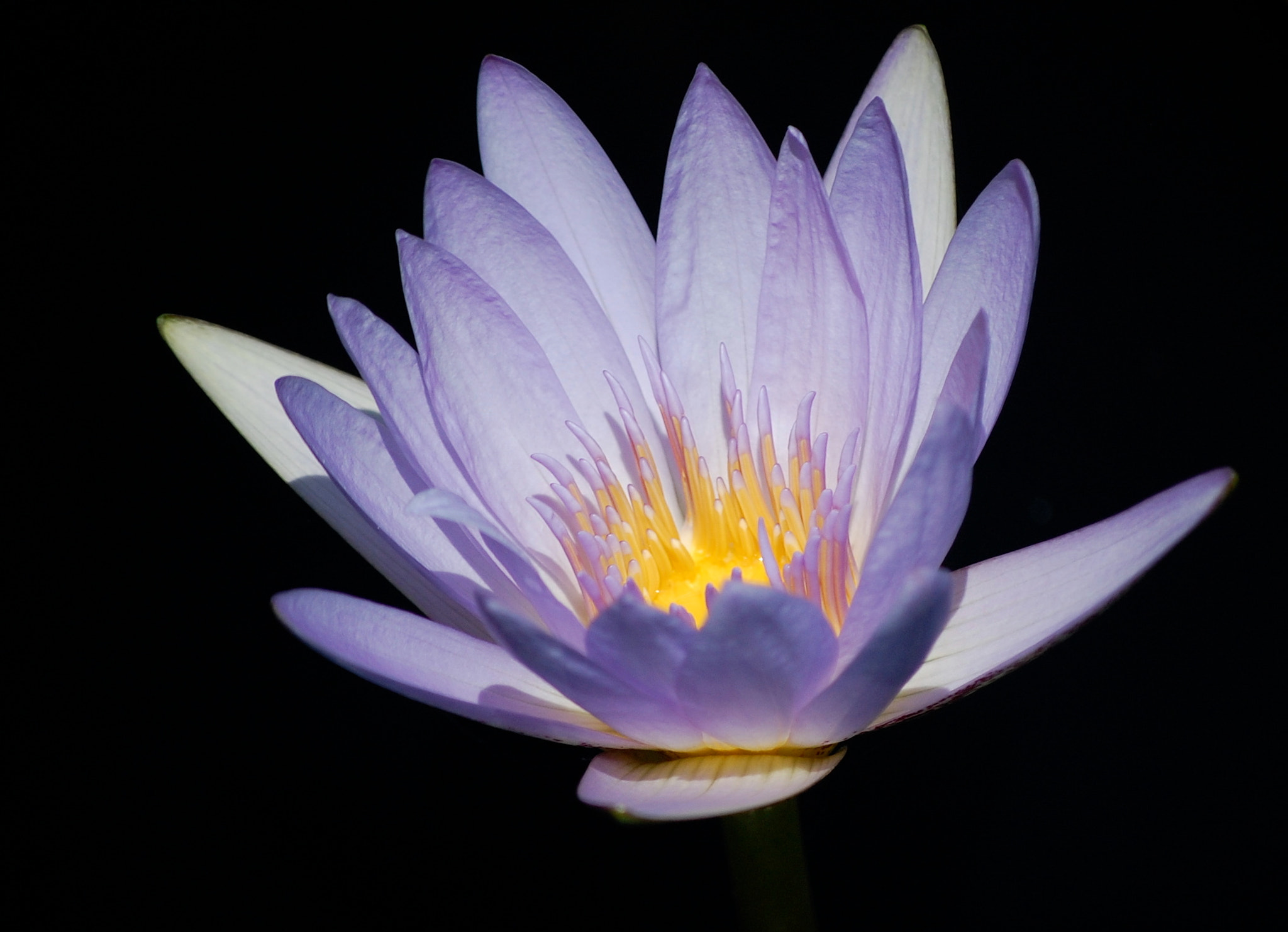 Nikon D40 sample photo. Flower, hand held, no filters photography