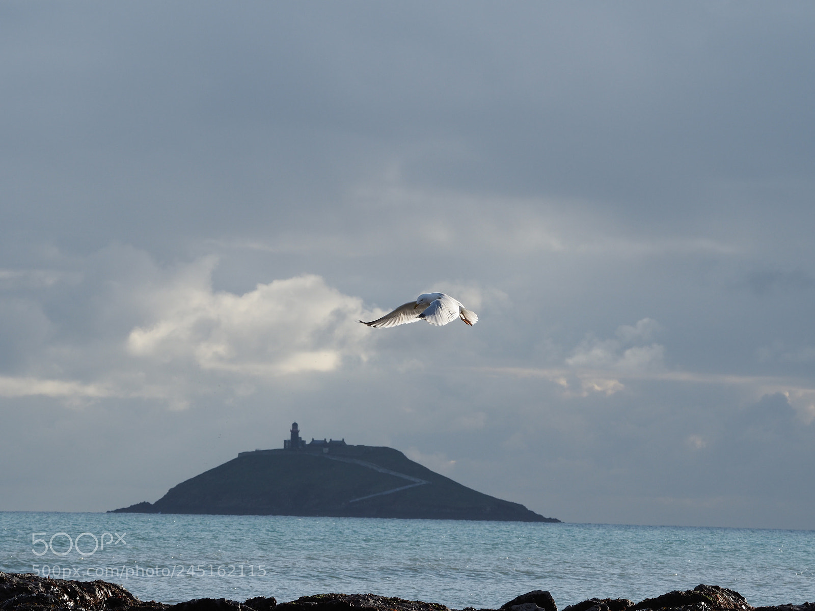 Olympus OM-D E-M5 II sample photo. Gull hovering over ballycotton photography