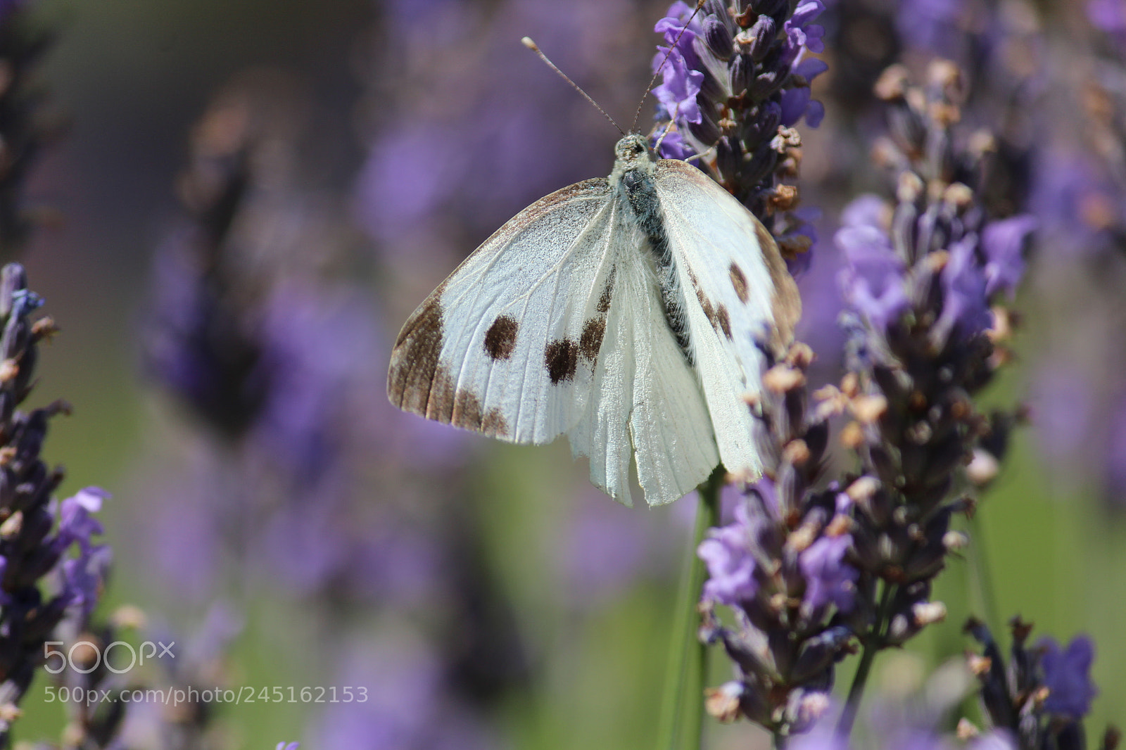 Canon EF-S 55-250mm F4-5.6 IS II sample photo. Colour contrast photography