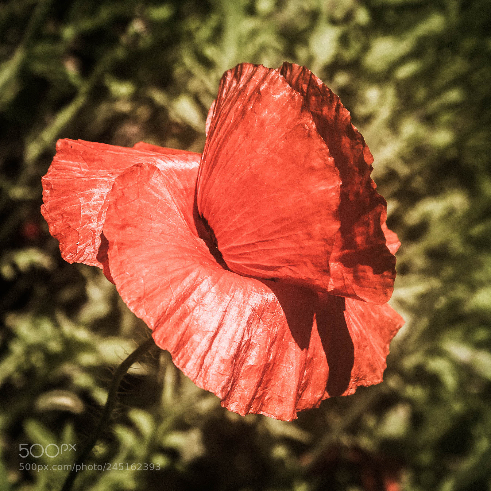 Canon EOS 1000D (EOS Digital Rebel XS / EOS Kiss F) sample photo. Coquelicot photography