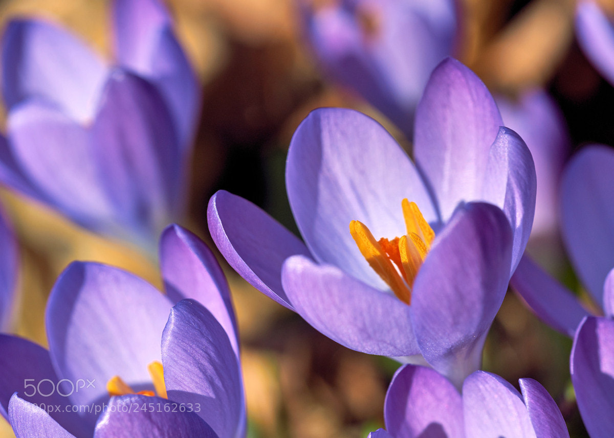 Sony SLT-A99V sample photo. Lilac leith crocus photography