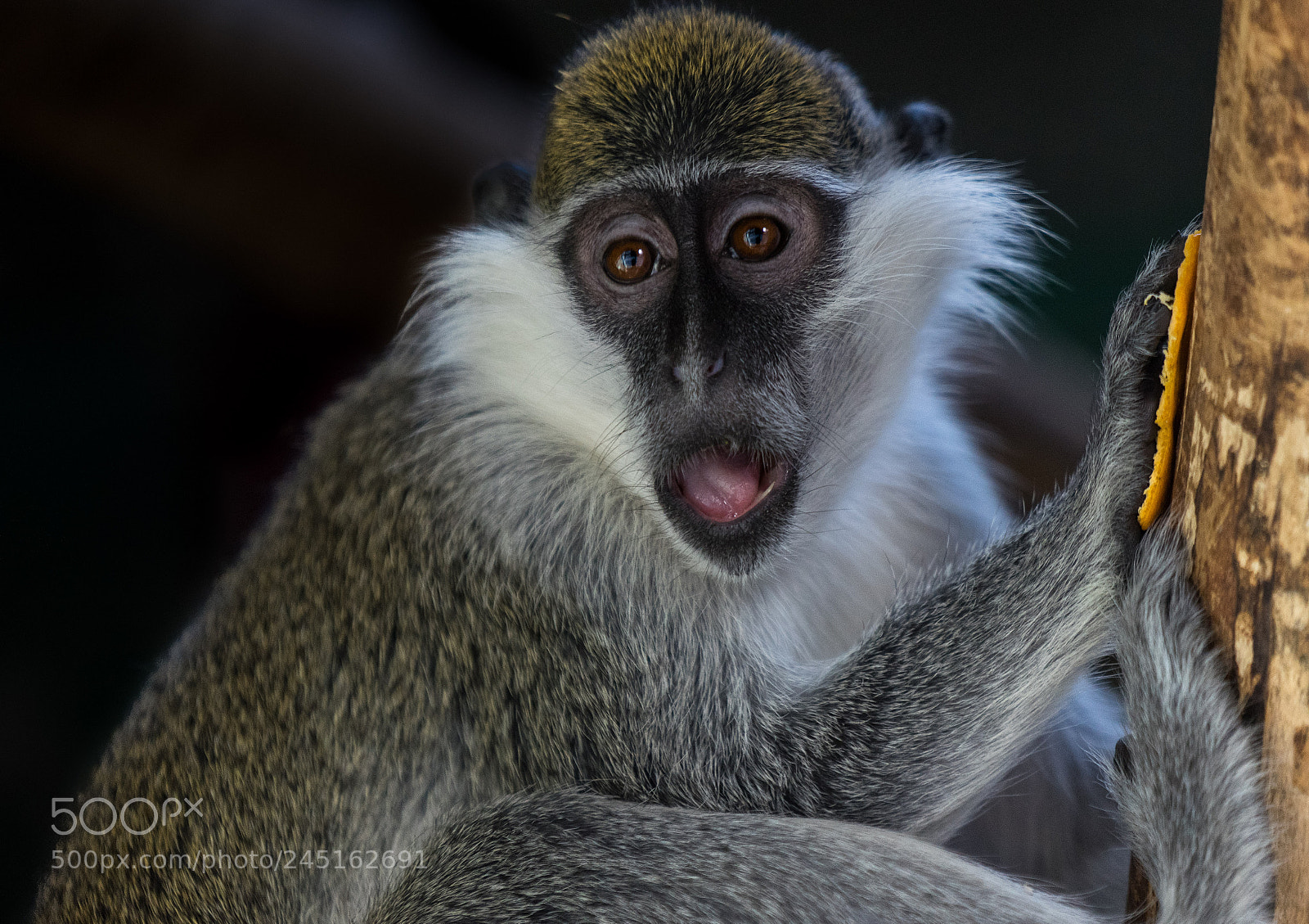 Sony a7 II sample photo. Eating photography
