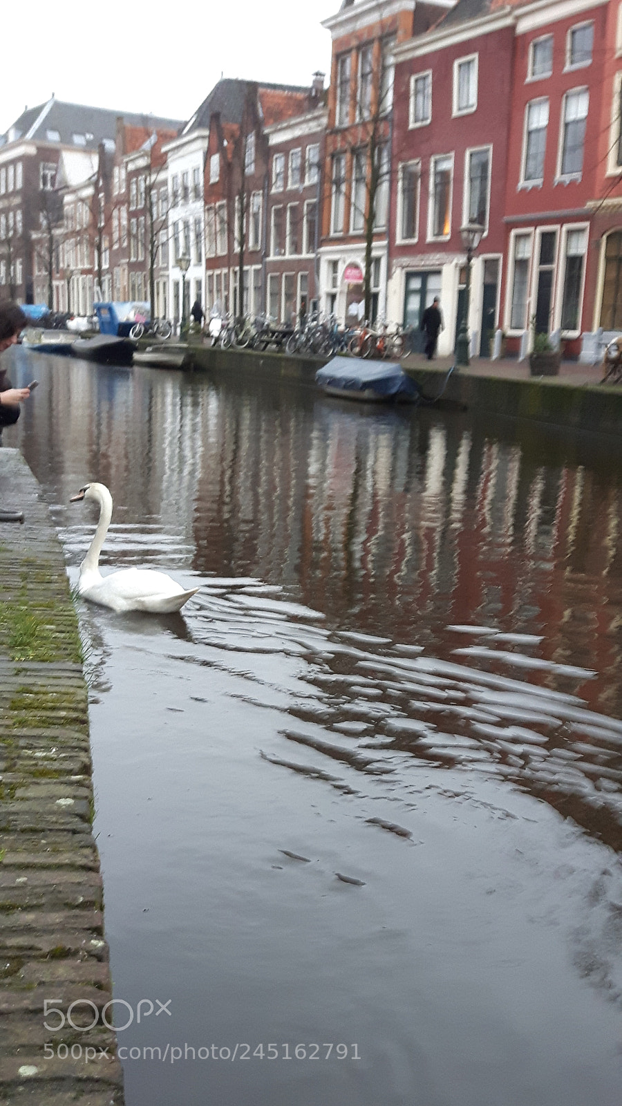 Samsung Galaxy S5 Neo sample photo. Swan in leiden. photography