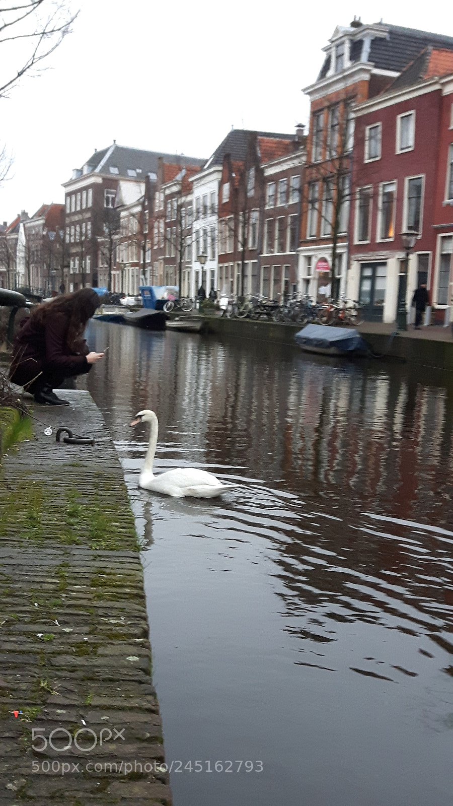 Samsung Galaxy S5 Neo sample photo. Swan in leiden. photography