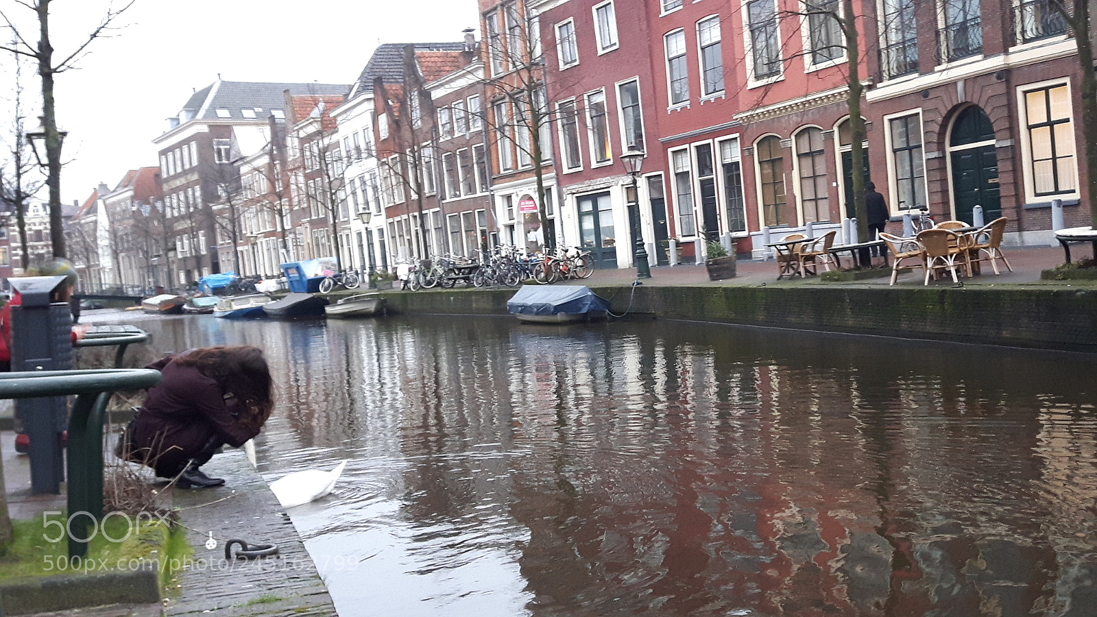 Samsung Galaxy S5 Neo sample photo. Swan in leiden. photography