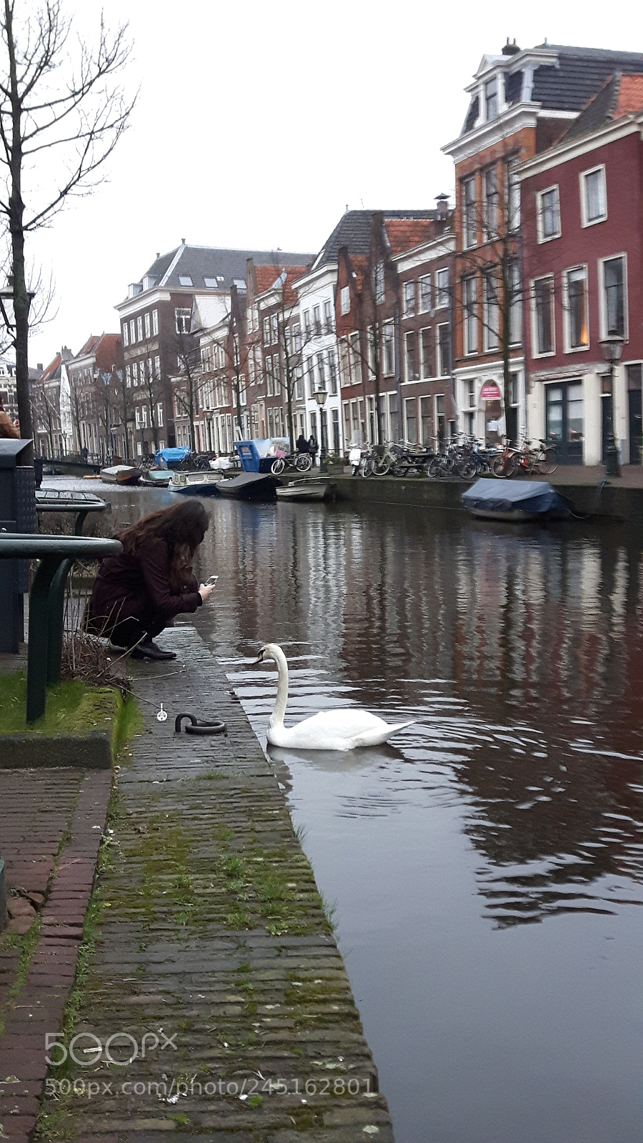 Samsung Galaxy S5 Neo sample photo. Swan in leiden. photography