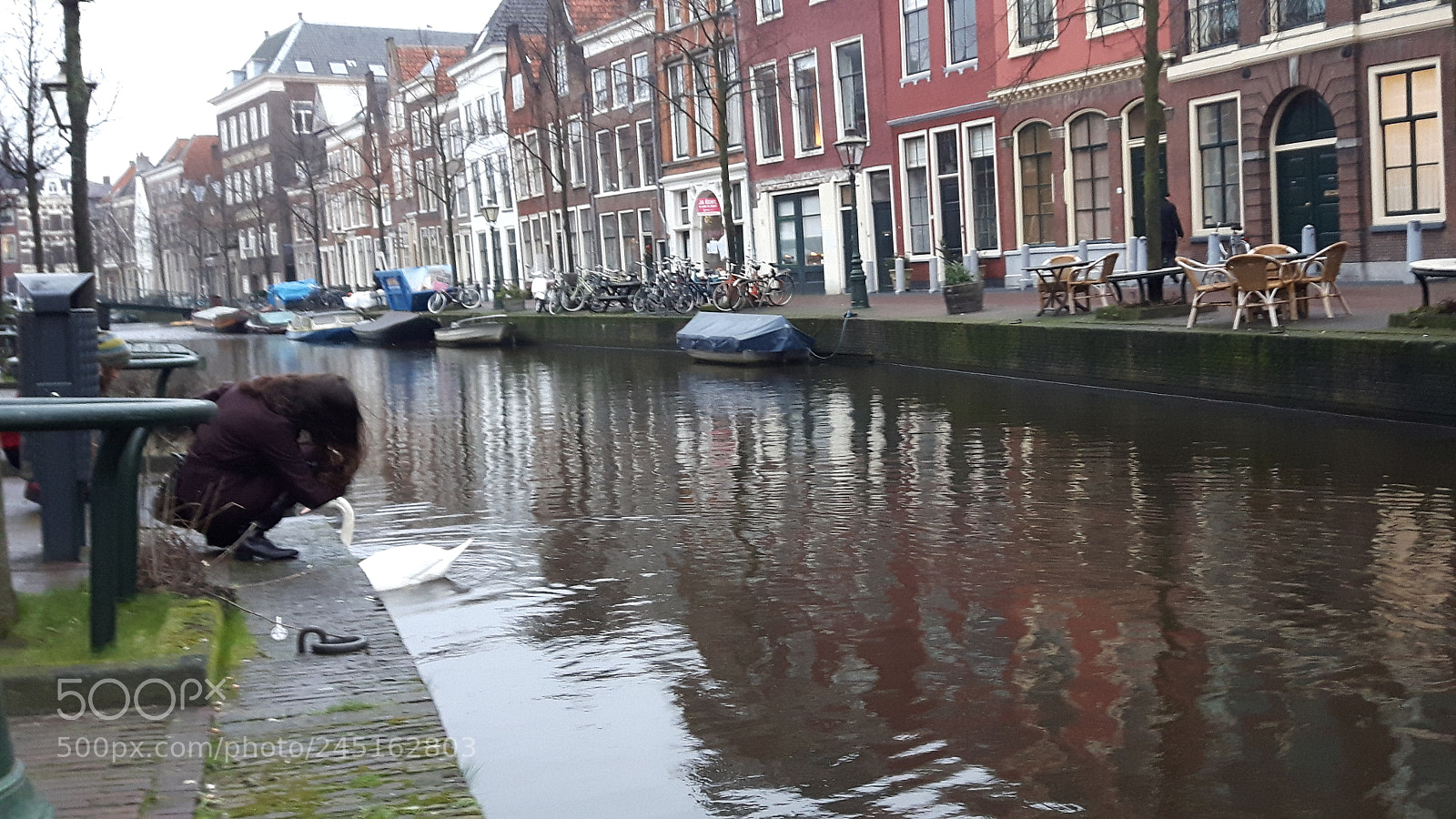 Samsung Galaxy S5 Neo sample photo. Swan in leiden. photography