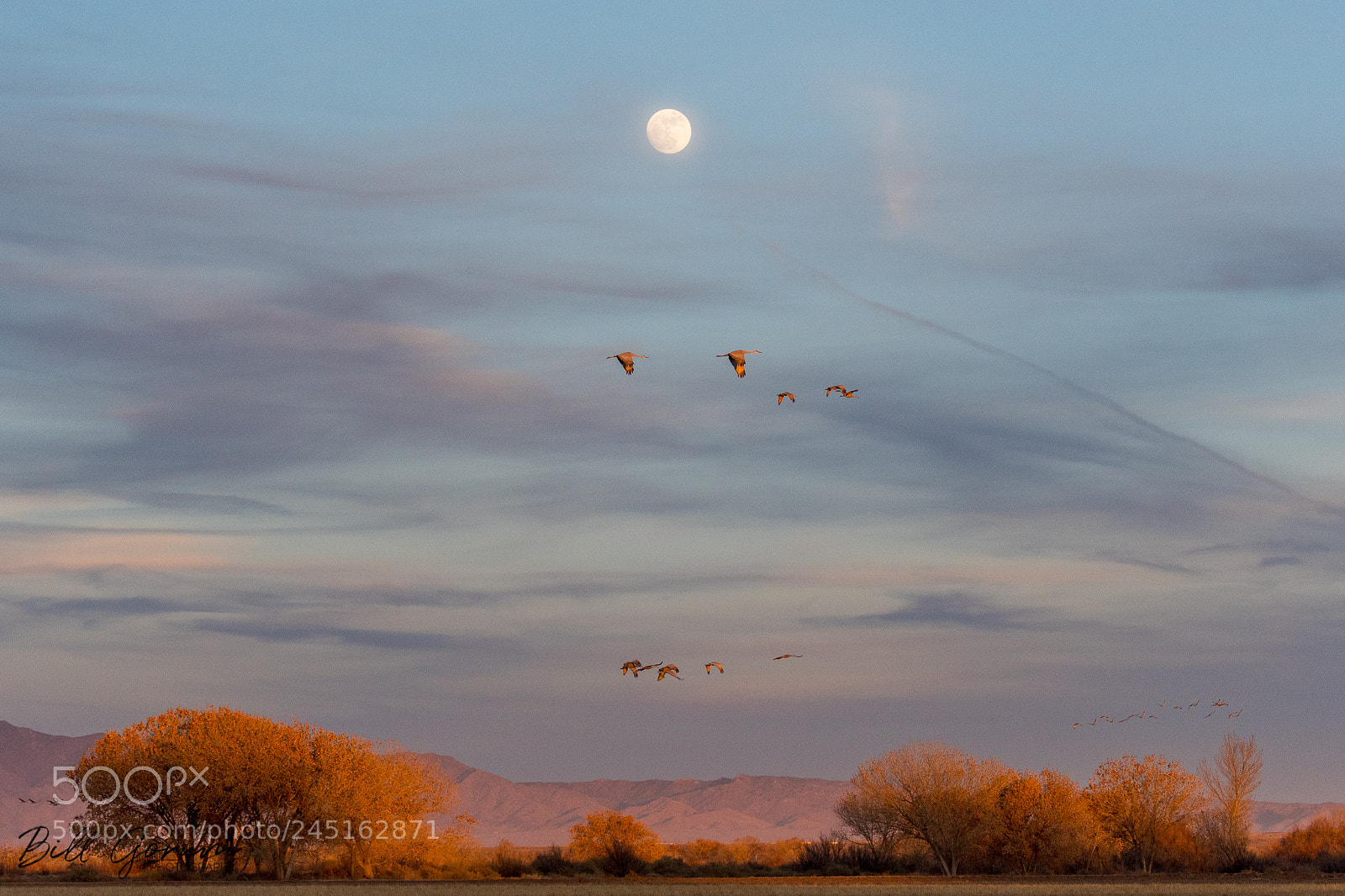 Nikon D500 sample photo. Sandhill cranes and full photography
