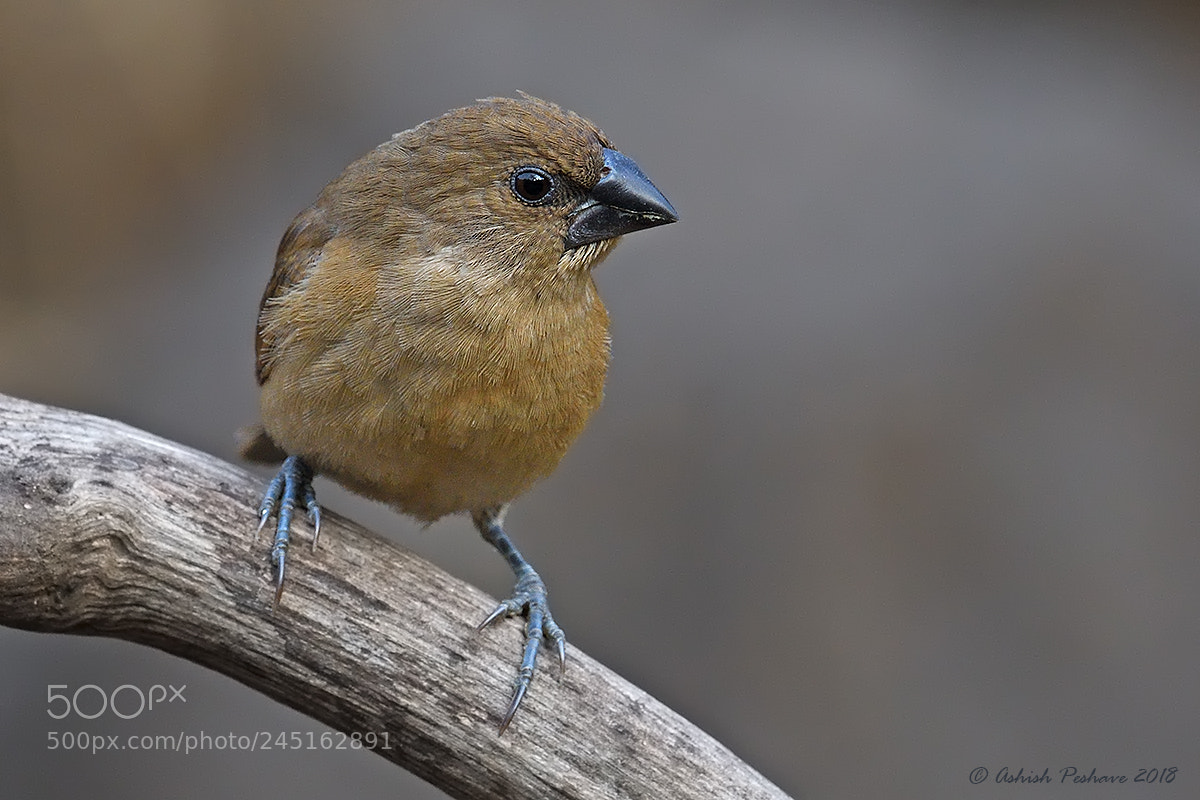 Nikon AF-S Nikkor 200-500mm F5.6E ED VR sample photo. Scaly breasted munia photography