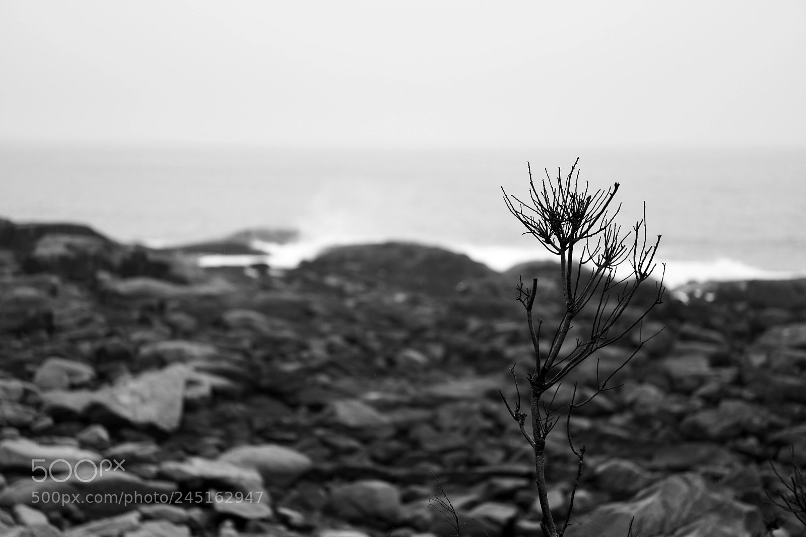 Nikon D810 sample photo. The bleak coast photography