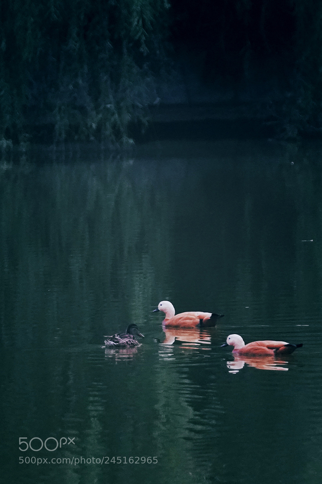 Sony a9 sample photo. Untitled photography