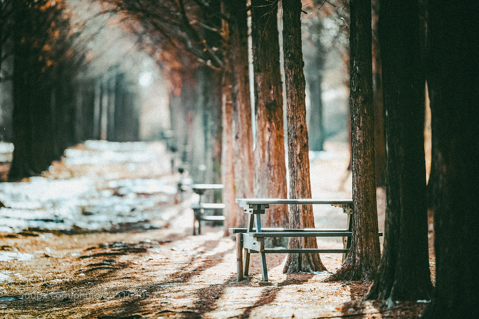 Nikon D810 sample photo. A bench in the photography