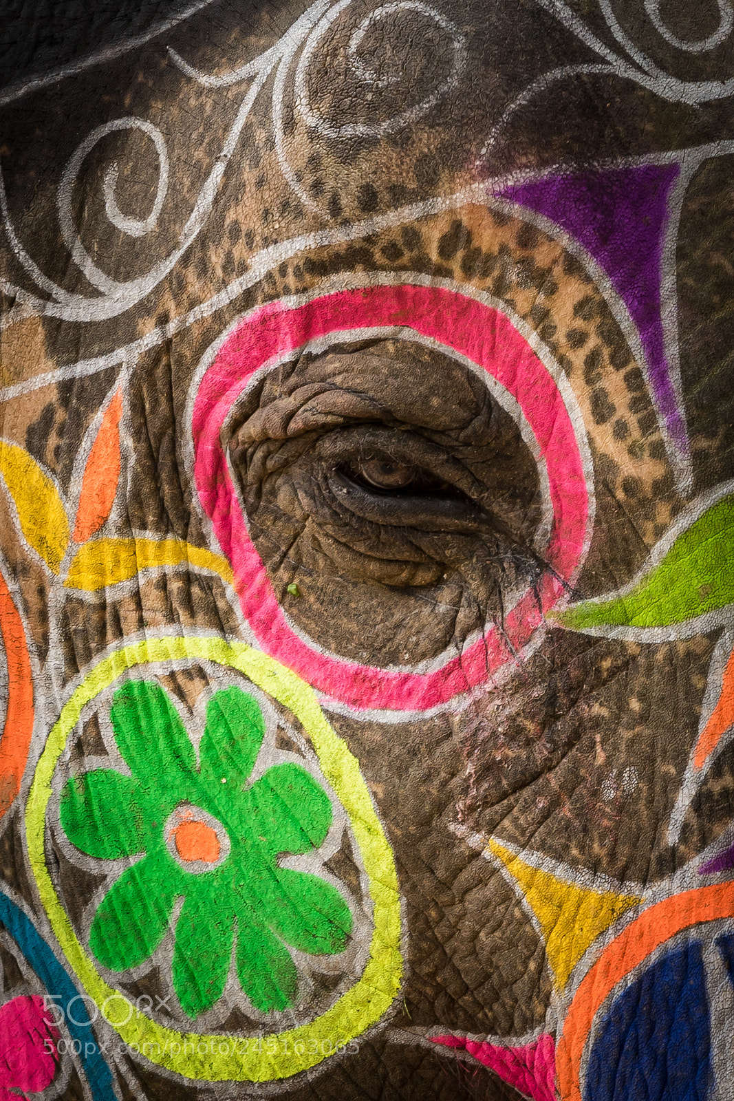 Sony a7 II sample photo. Elephant's soul photography