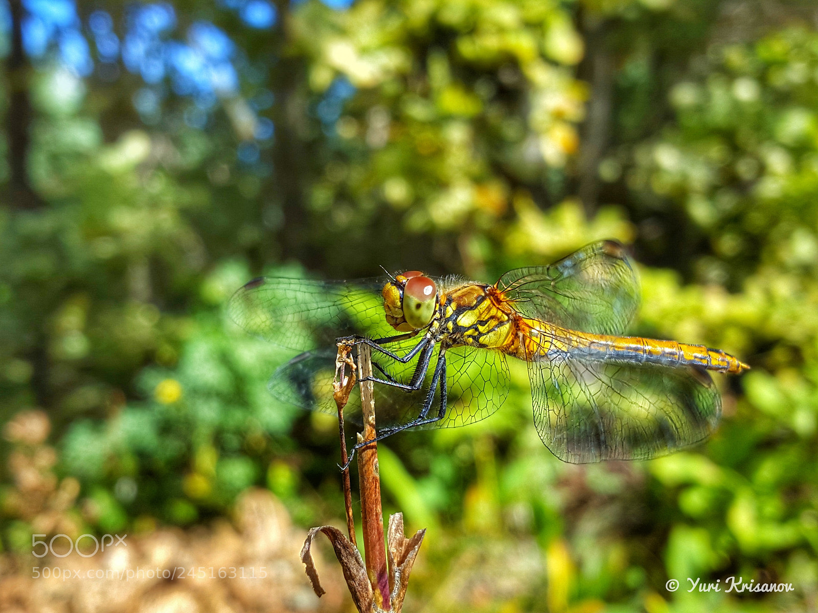 Samsung Galaxy Alpha sample photo. Dragonfly on a dried photography