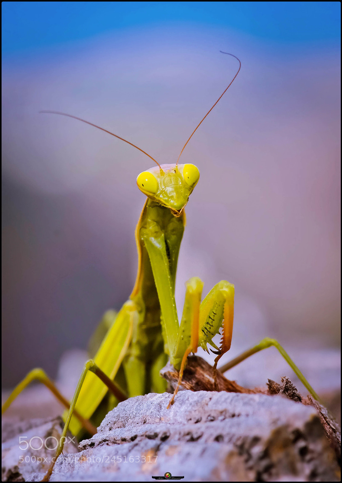 Canon EOS 40D sample photo. Mantis religiosa photography