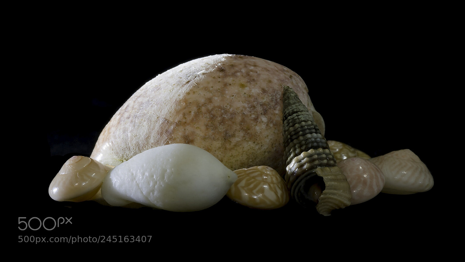 Nikon D500 sample photo. Seashells photography