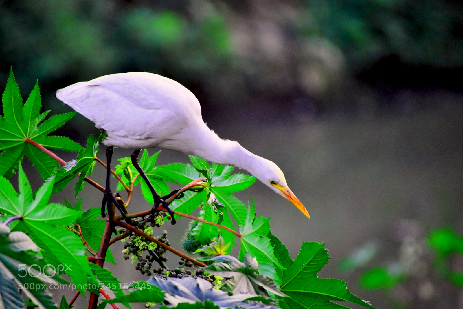 Nikon D3400 sample photo. Cattle egret photography