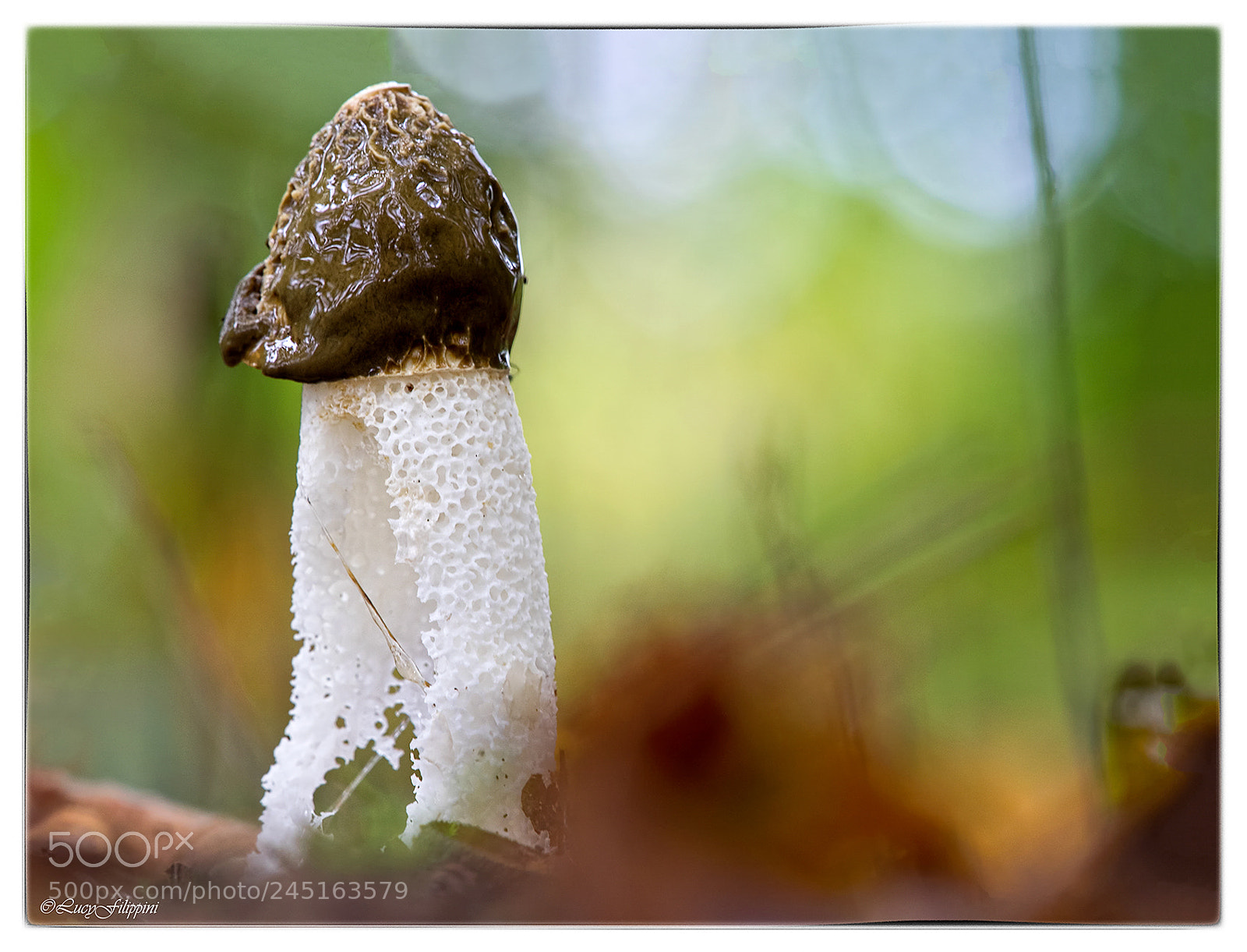 Olympus OM-D E-M1 sample photo. Phallus impudicus... photography