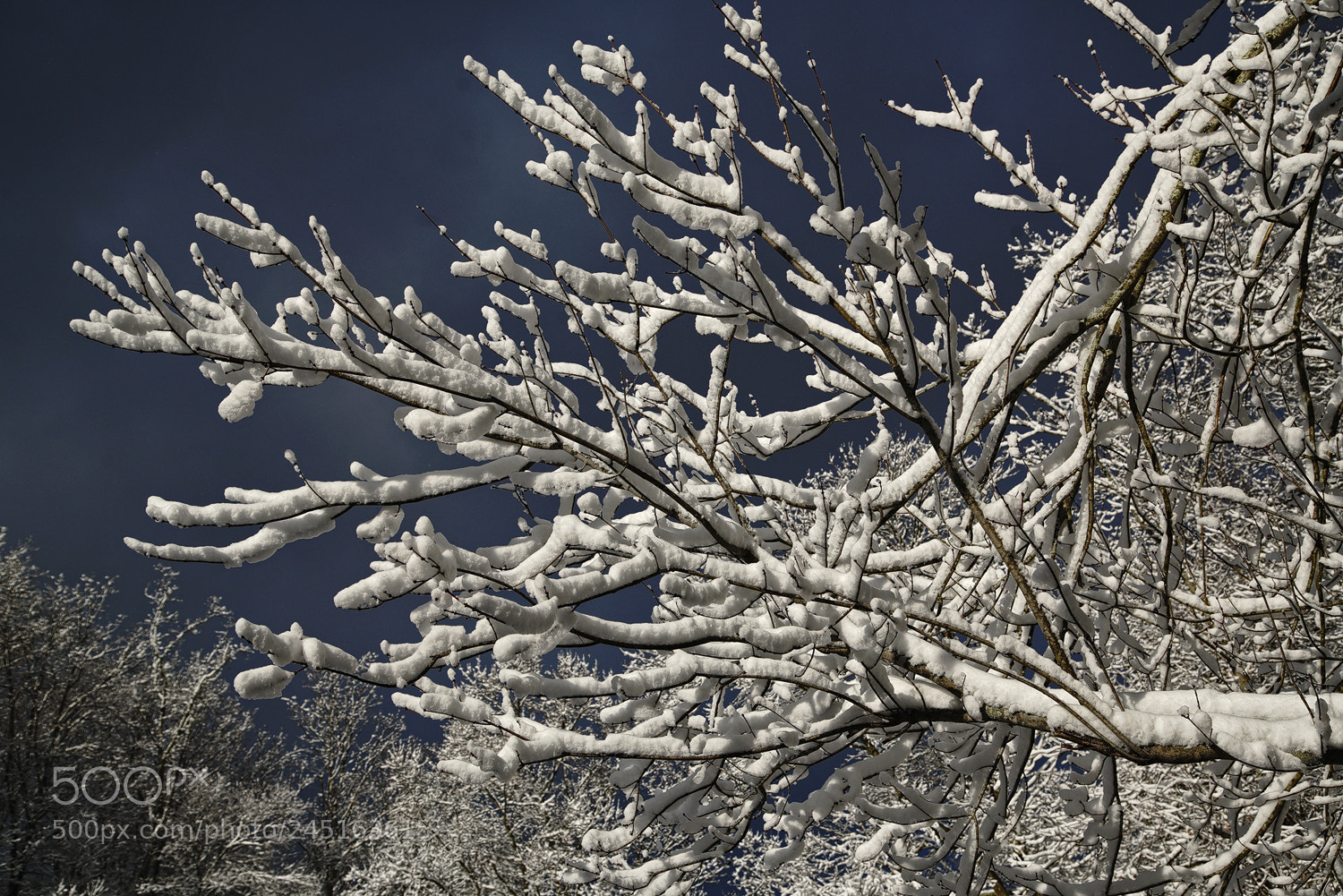 Sony a7R II sample photo. Frosting photography