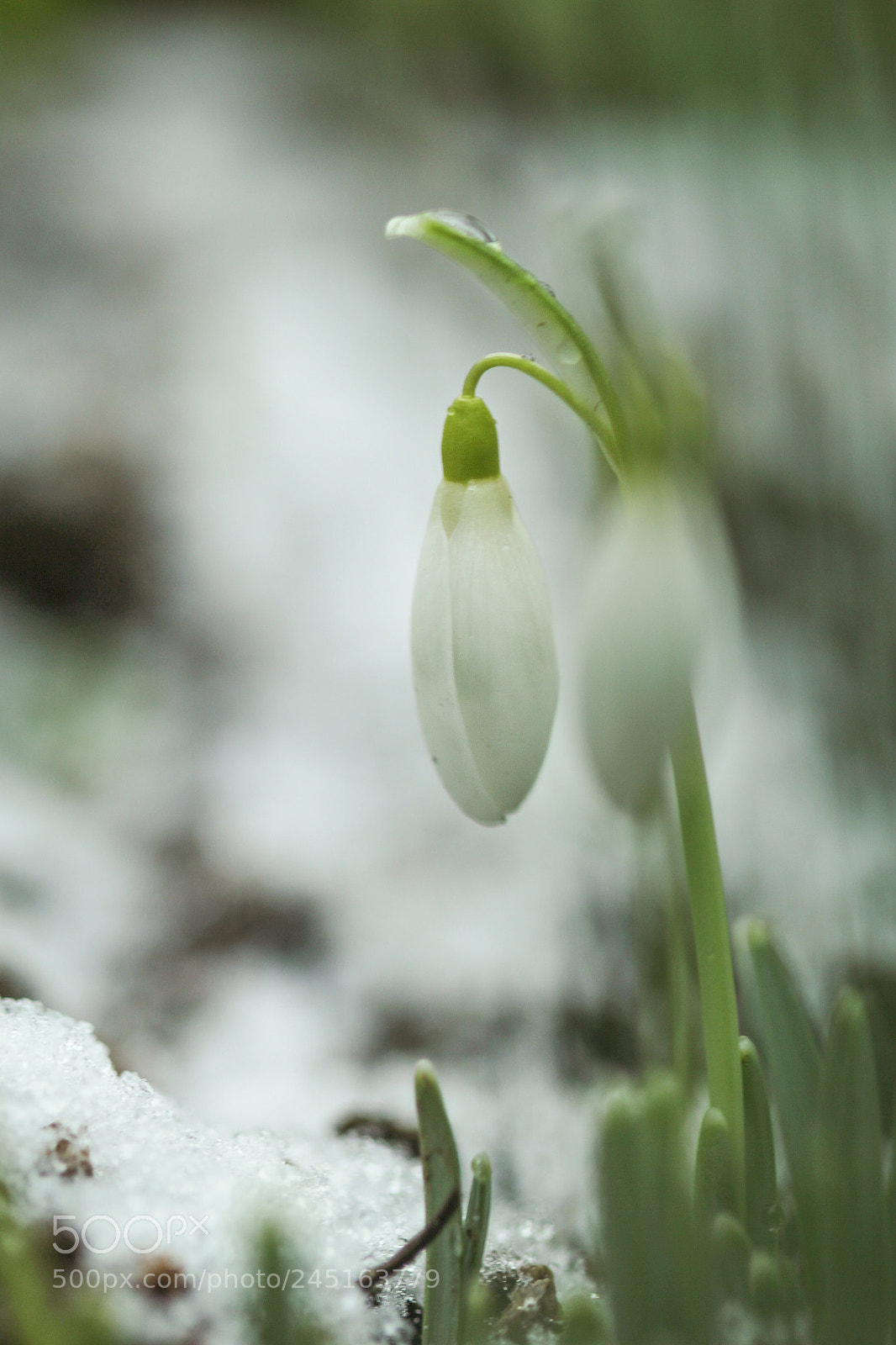 Canon EOS 60D sample photo. Perce neige photography