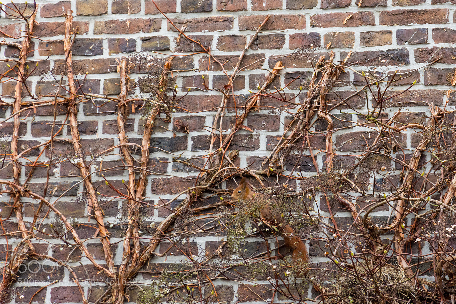 Nikon D7200 sample photo. Squirrel photography
