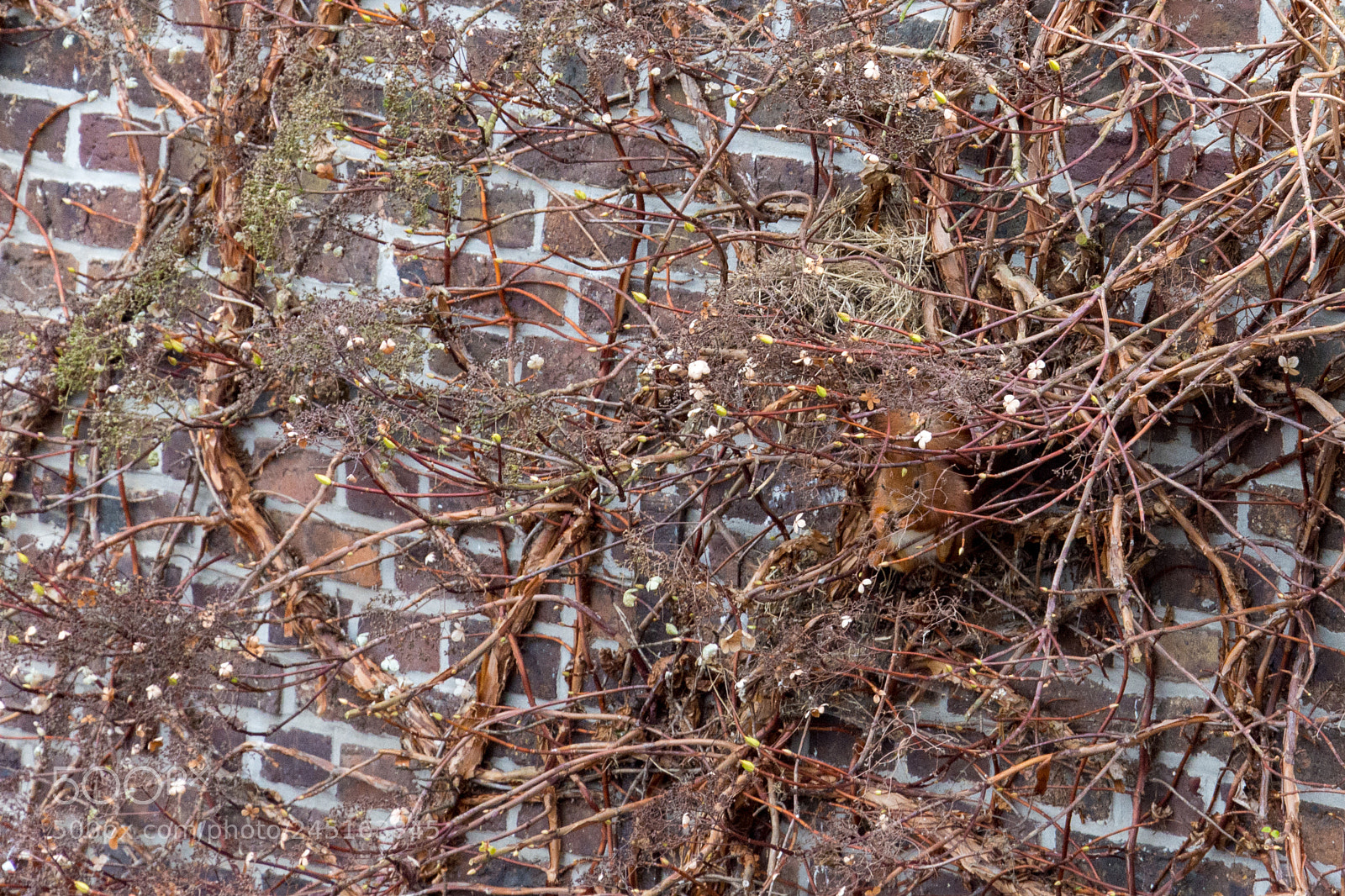 Nikon D7200 sample photo. Squirrel photography